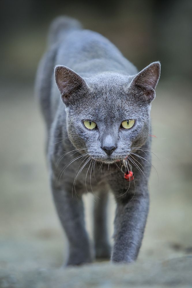 Фотография автора Manjula Perera