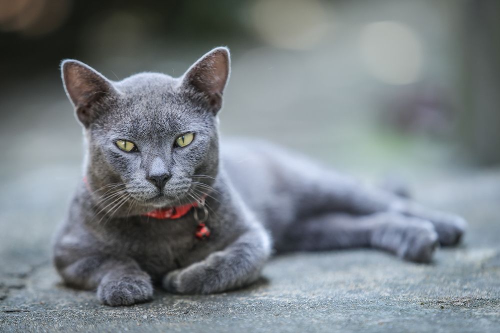 Фотография автора Manjula Perera