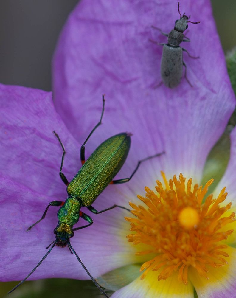 Фотография автора DIMITRIS MPAZIOTOPOULOS