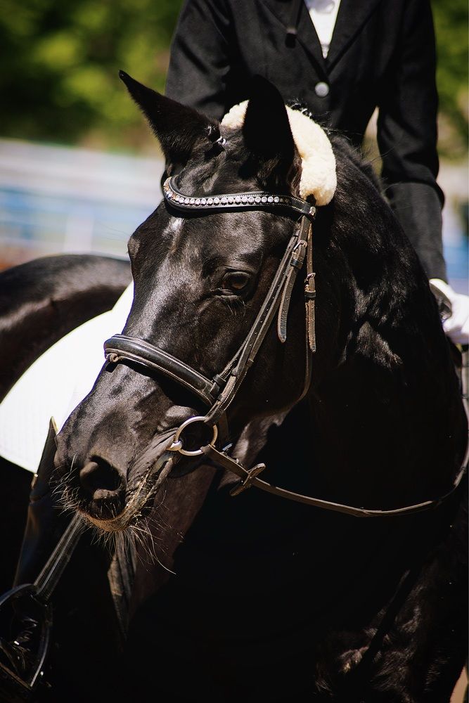 Фотография автора Анюта Тагаева
