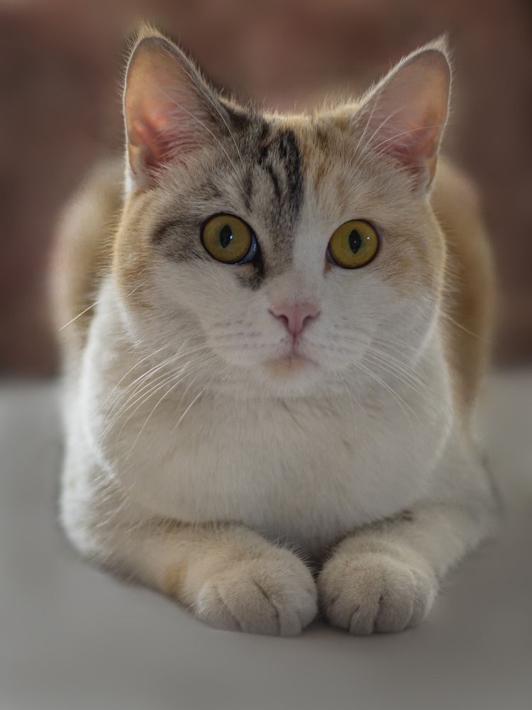 Фотография автора Mohsen Raeiszadeh