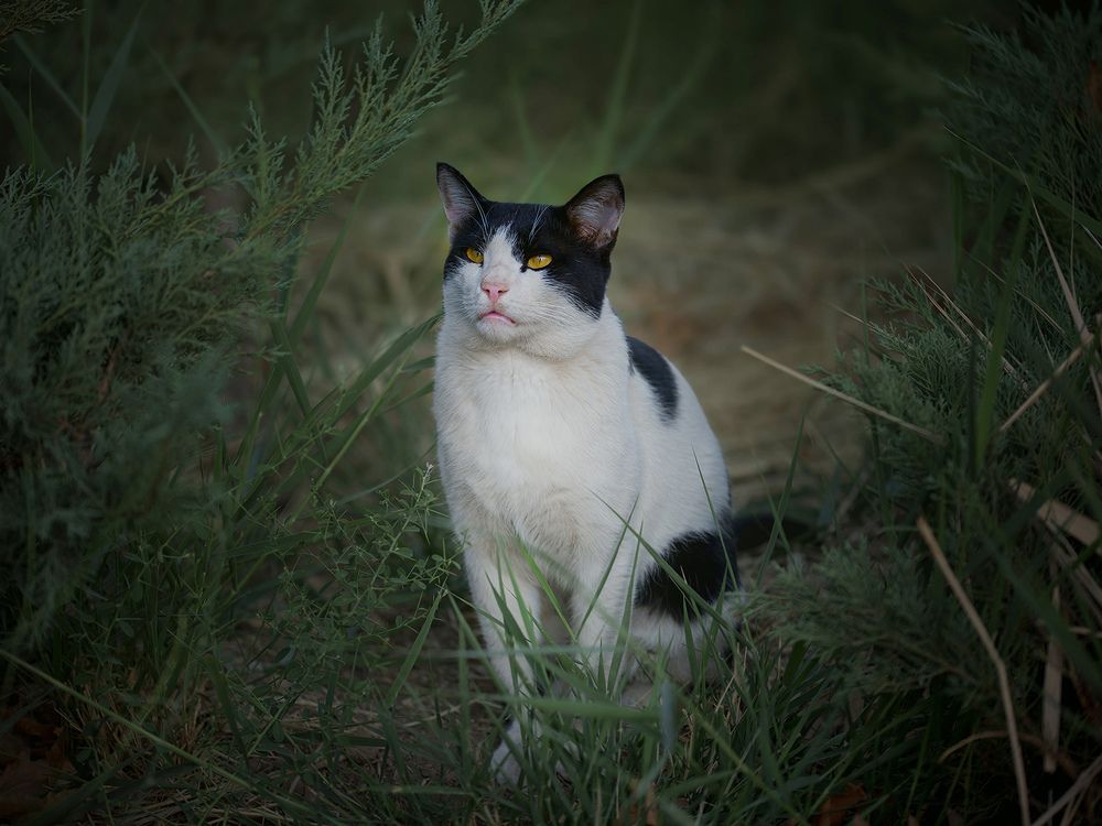Фотография автора Mohsen Raeiszadeh