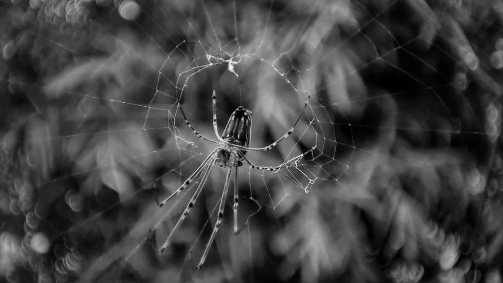 Photograph by Jahid Hasan Jamil