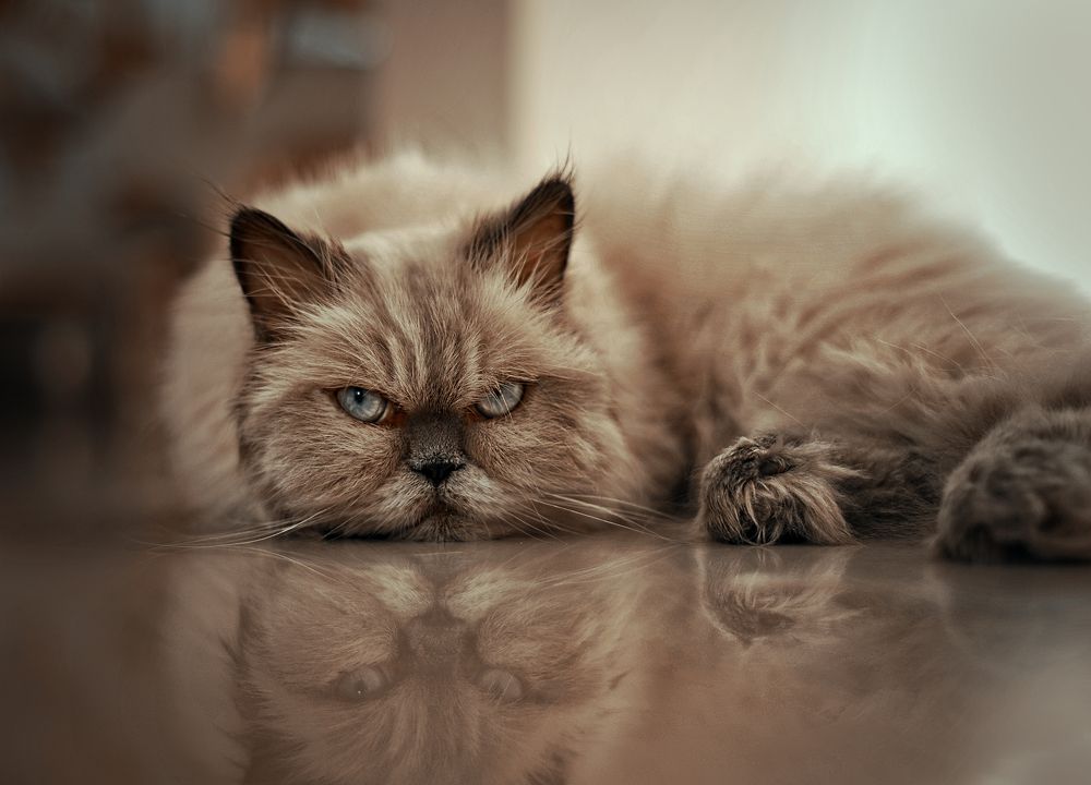 ...Опять он с камерой