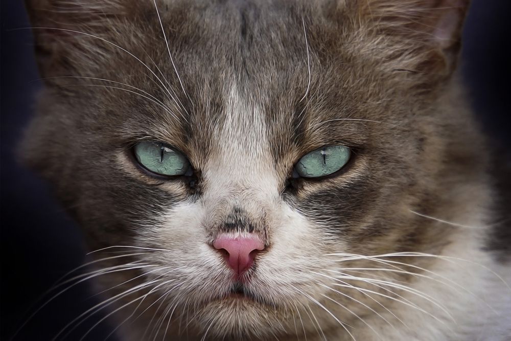 Photograph by Raed Victor Saad