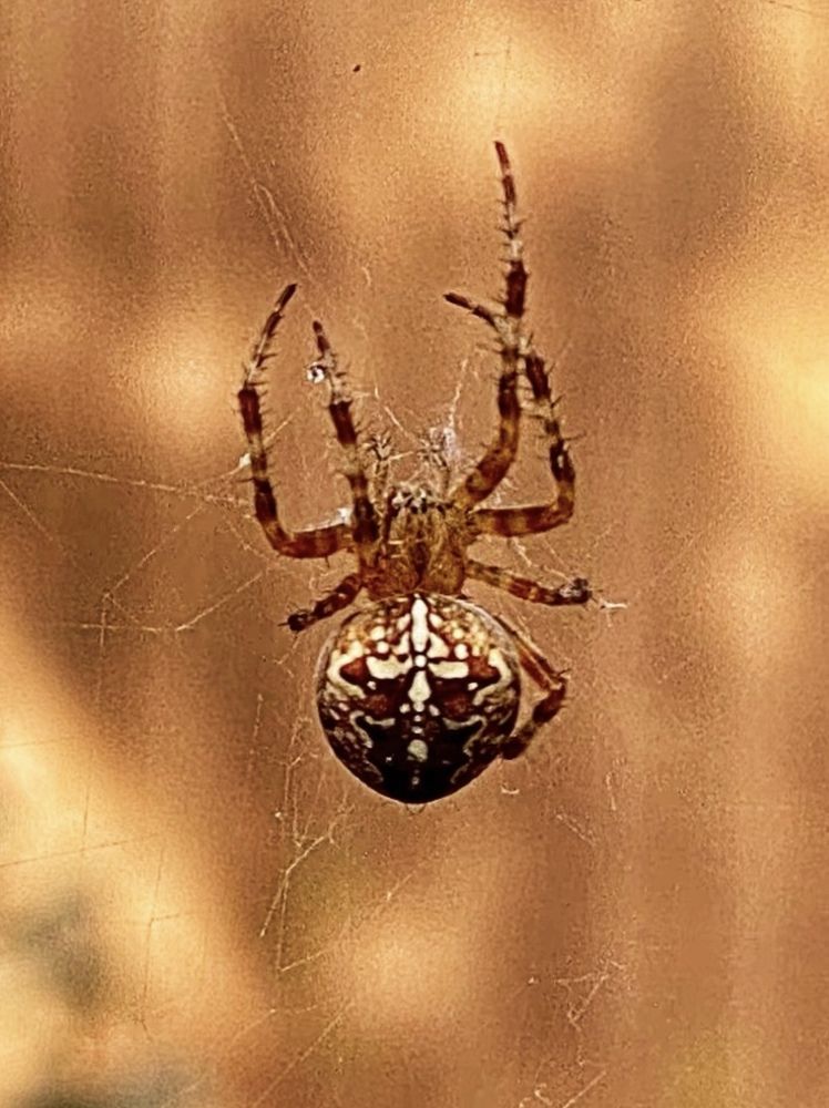 Фотография автора ГУЗАЛИЯ ГАНИЕВА