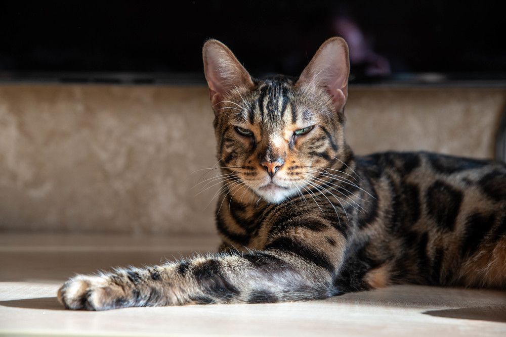 Фотография автора Сергей Чесноков