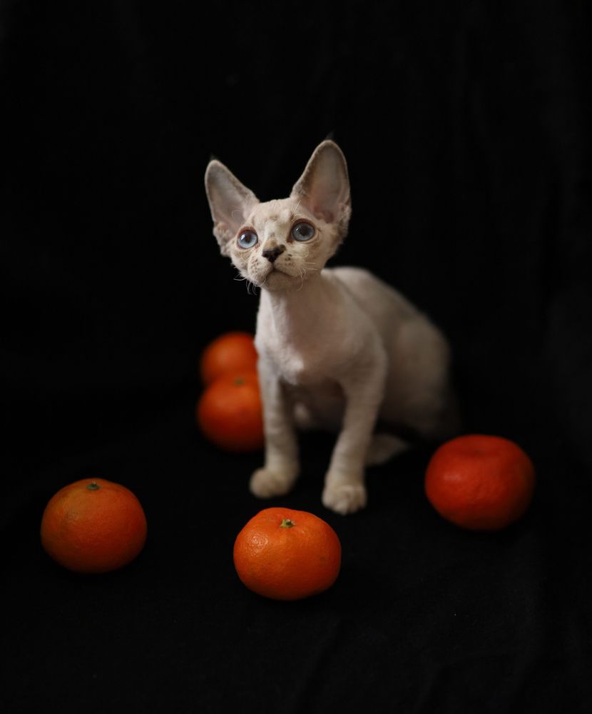 Фотография автора Ольга Кошина