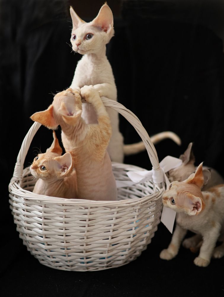 Фотография автора Ольга Кошина