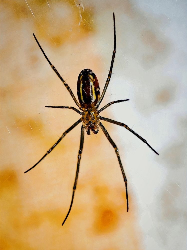 Nature's Web - Weaver