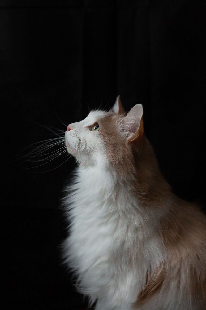 Photograph by Алена Пайвина