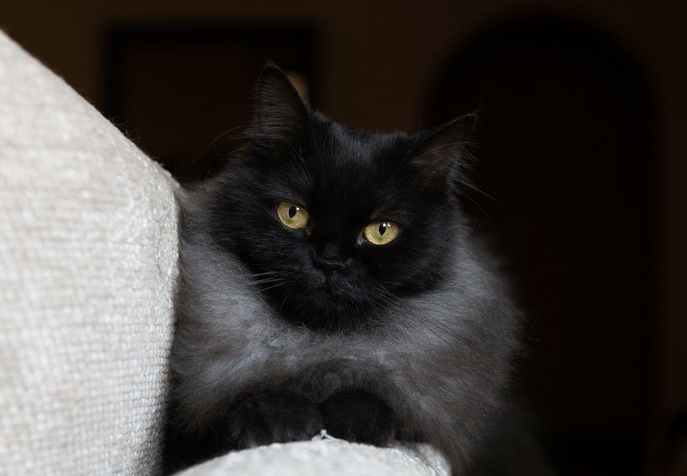 Photograph by Hany Salem