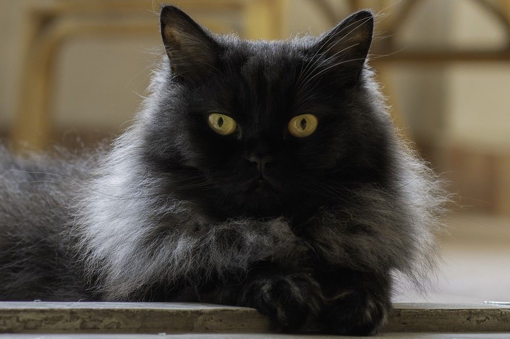 Photograph by Hany Salem