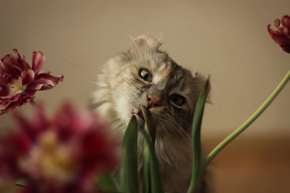 Photograph by Елена Макаренко