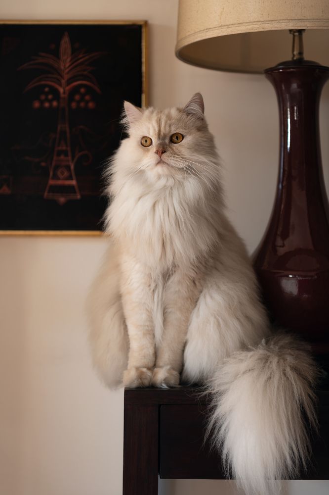 Photograph by Hany Salem