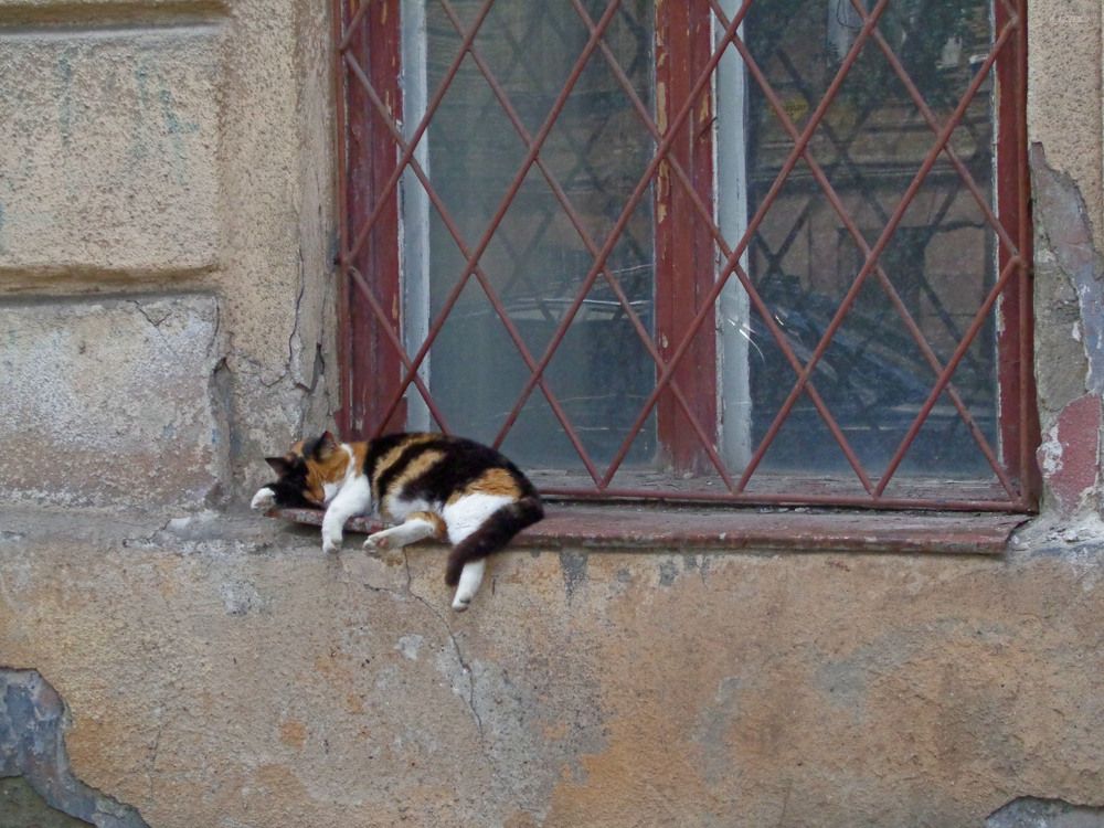 Фотография автора  Lizuza