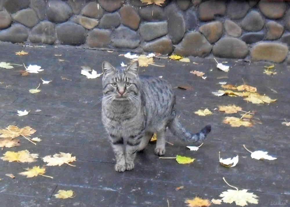 Фотография автора  Lizuza