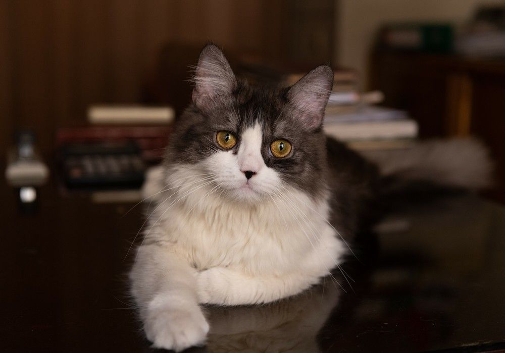 Photograph by Hany Salem