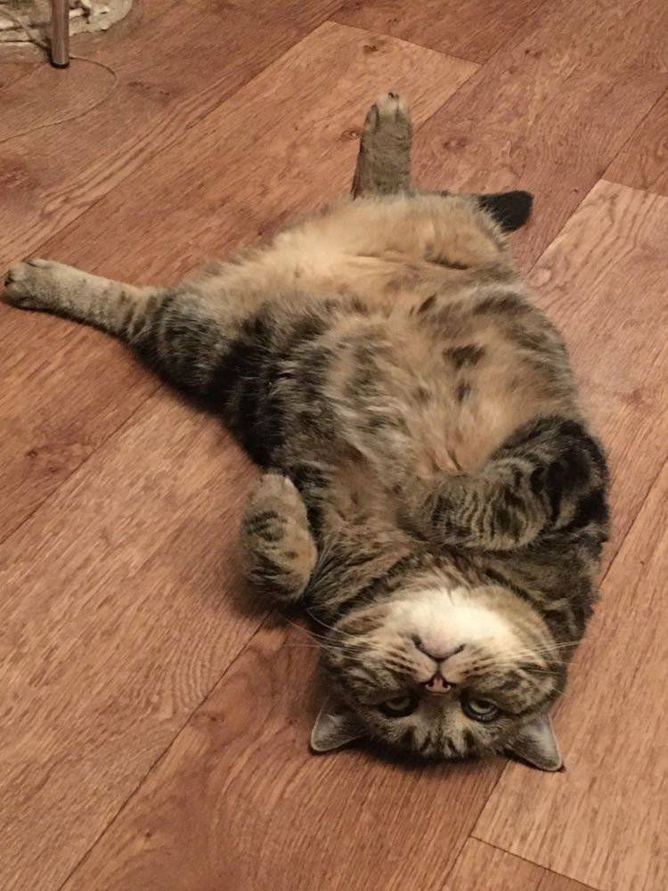 Фотография автора Gala Timaeva