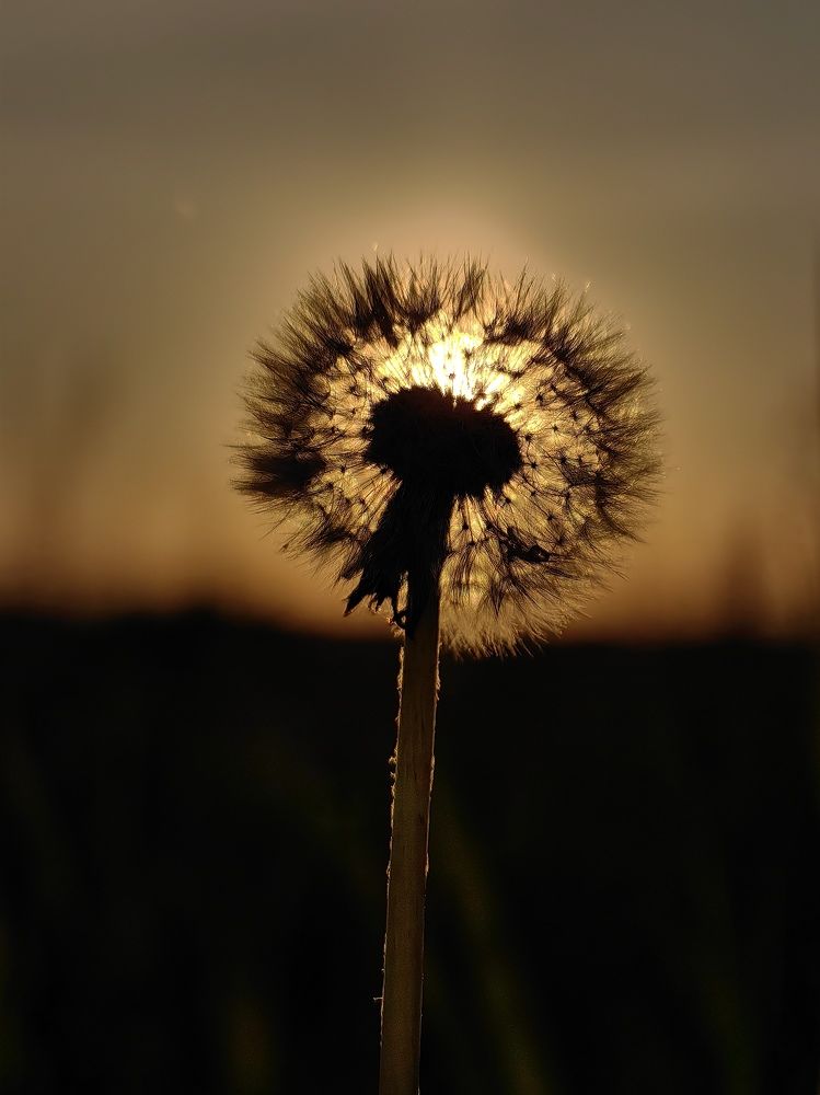 Photograph by Ольга Карева