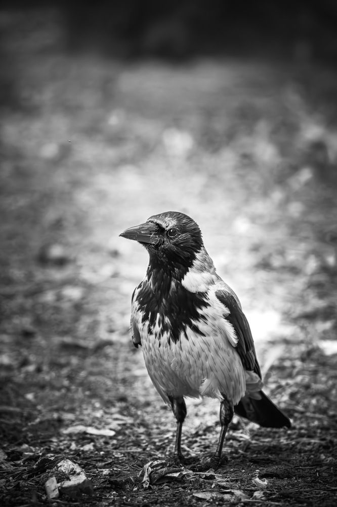 Photograph by Roman Savitskiy