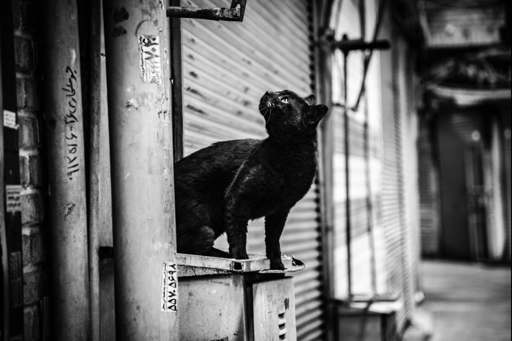 Photograph by Homayoun Tamaddon