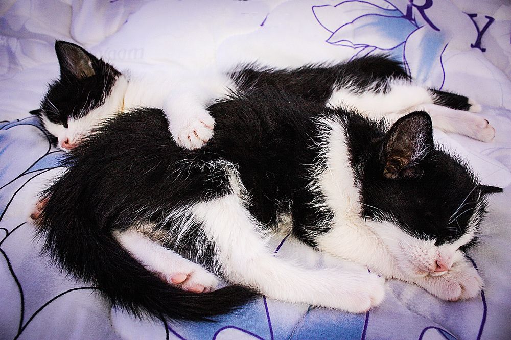 Photograph by Homayoun Tamaddon