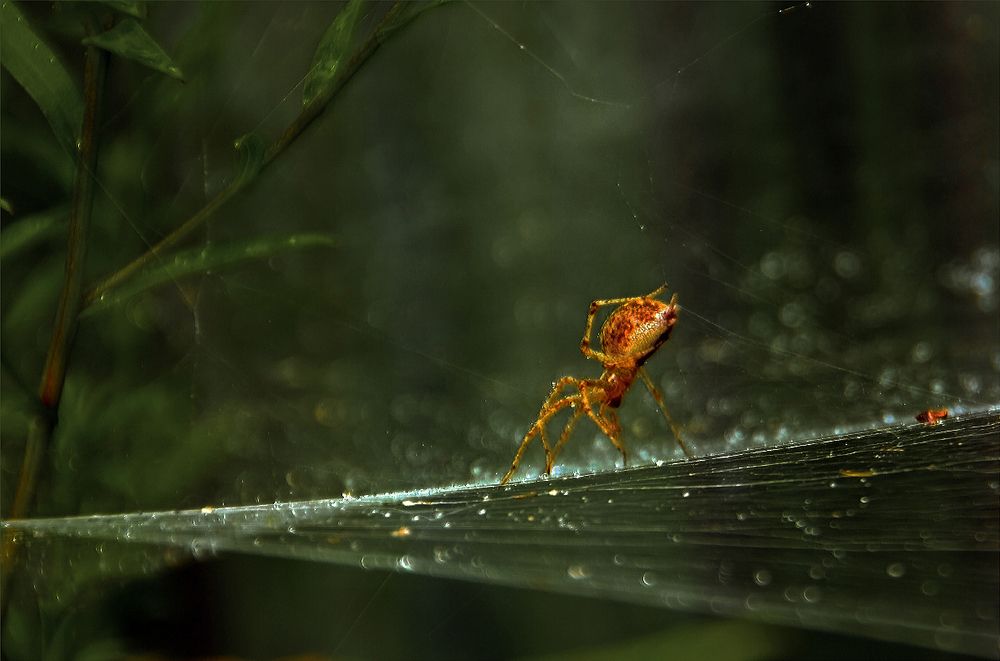 По росе на цыпочках