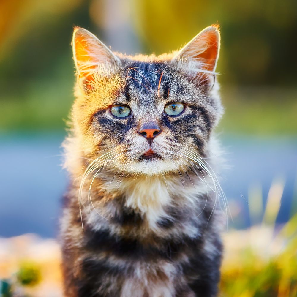 Photograph by Borsan Claudiu Valentin