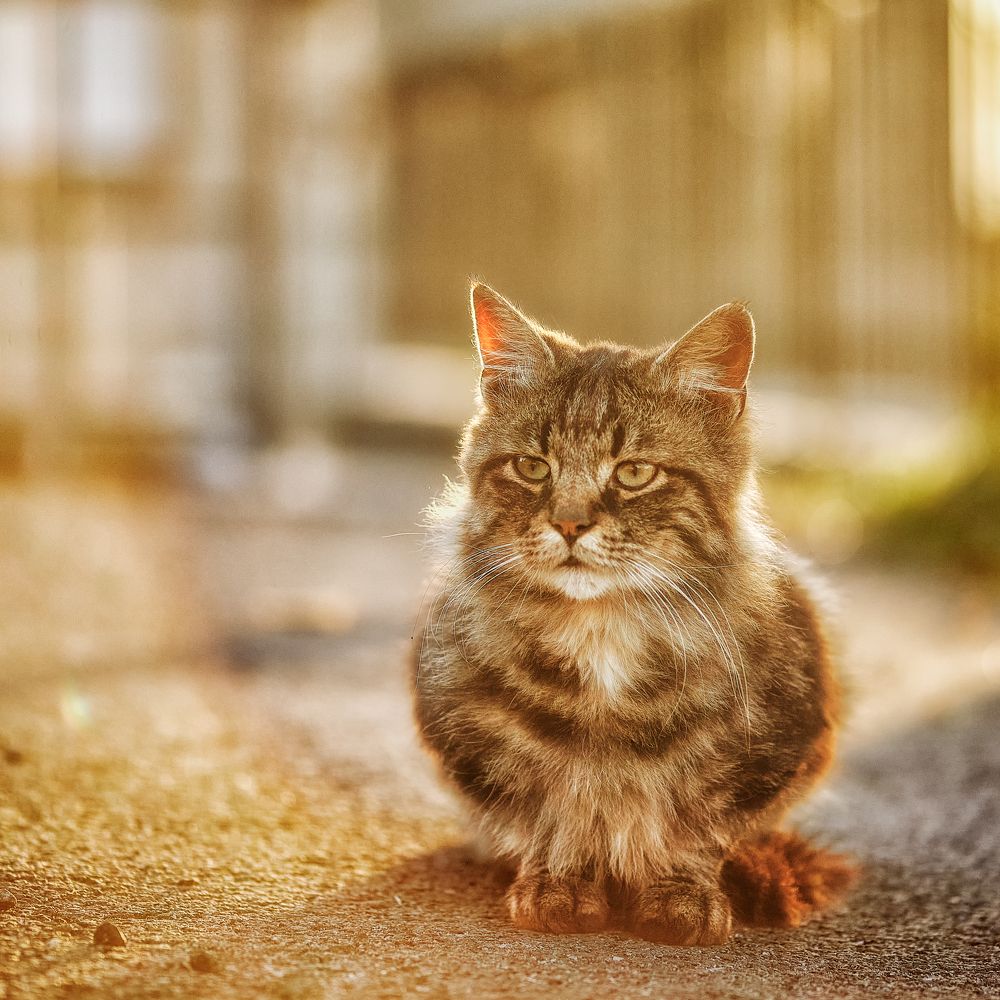 Photograph by Borsan Claudiu Valentin