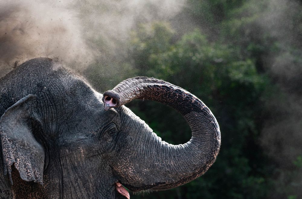 Photograph by Disara Seneviratne