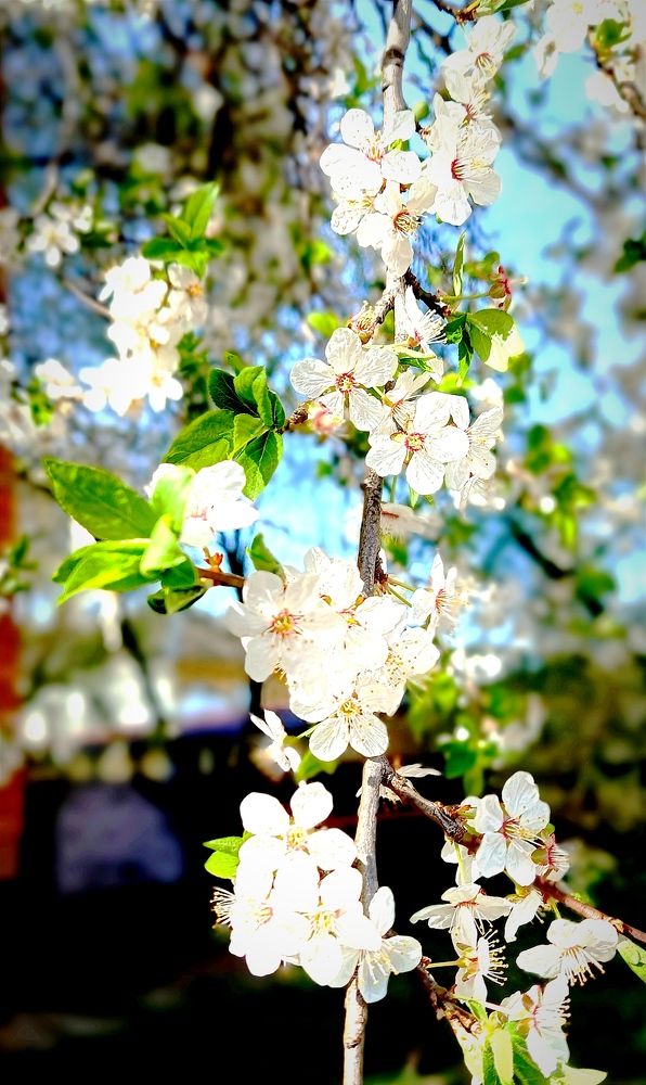 Photograph by Mishel Photographer