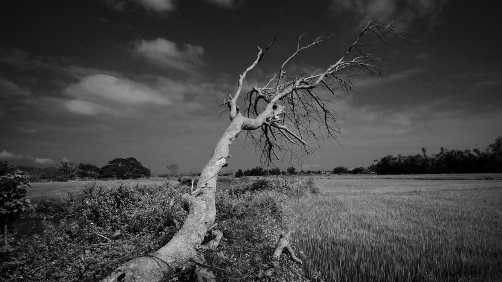 Photograph by nhutphat Chung