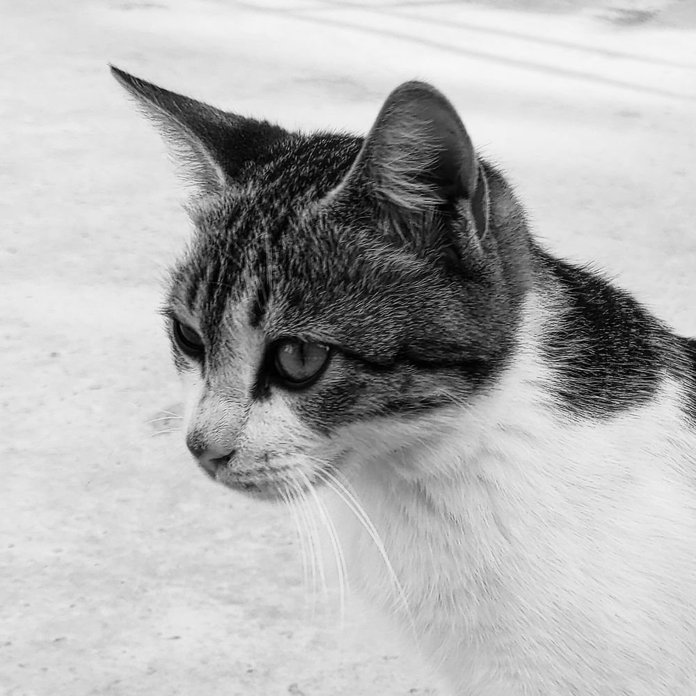 Photograph by Mohammad Ali Ataei Daryaei