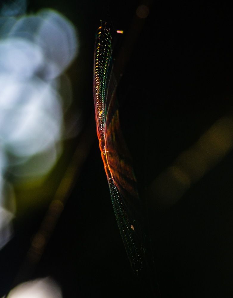 Photograph by Vuong Bui