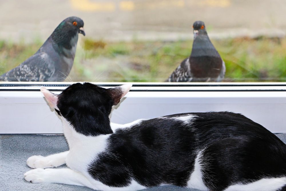 Photograph by Виталий Черепенькин