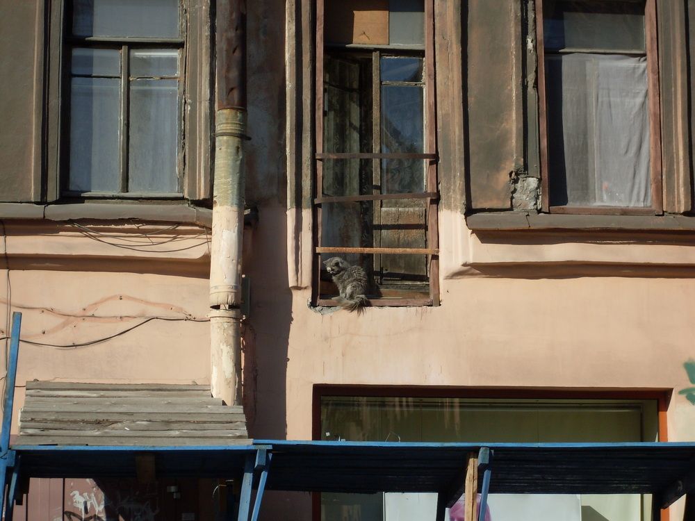 Котик с Петроградки.