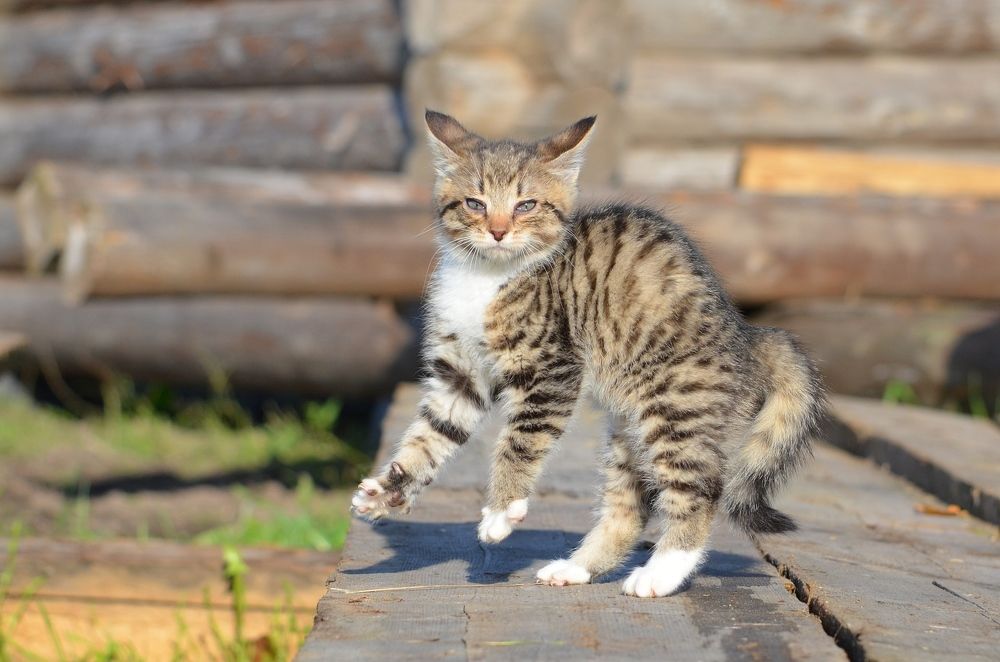 Photograph by Галина Катанова