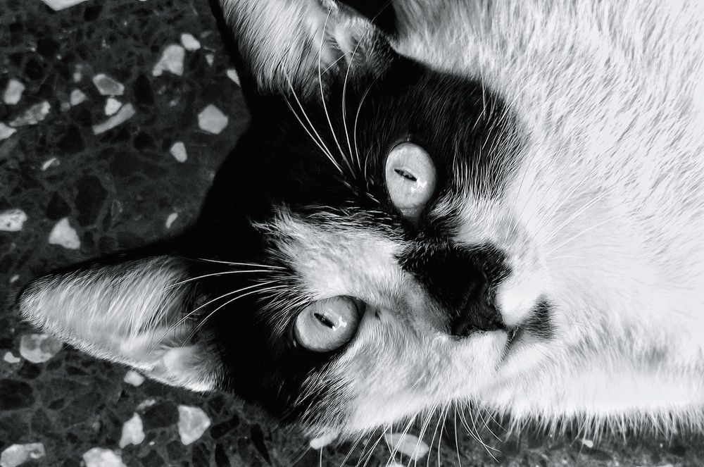 Photograph by Jorge Giol - El Caminante