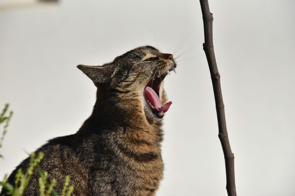 Я вам сейчас спою!