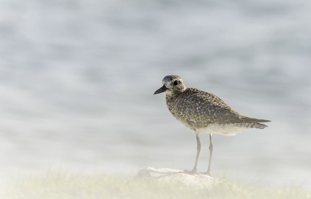 Pacific Golden Plover