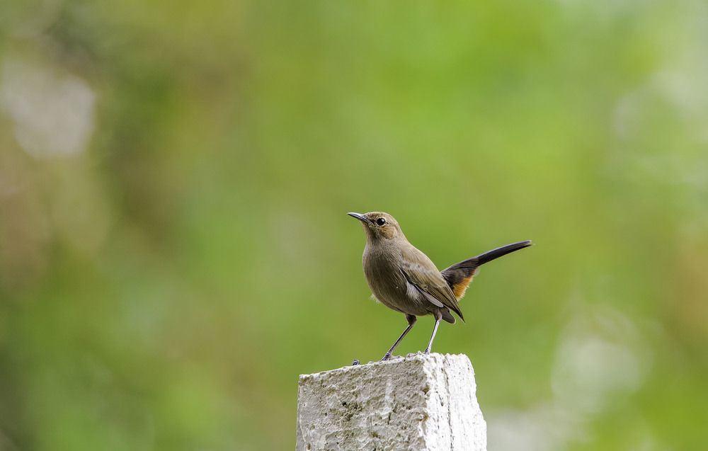 Indian Robin (female)