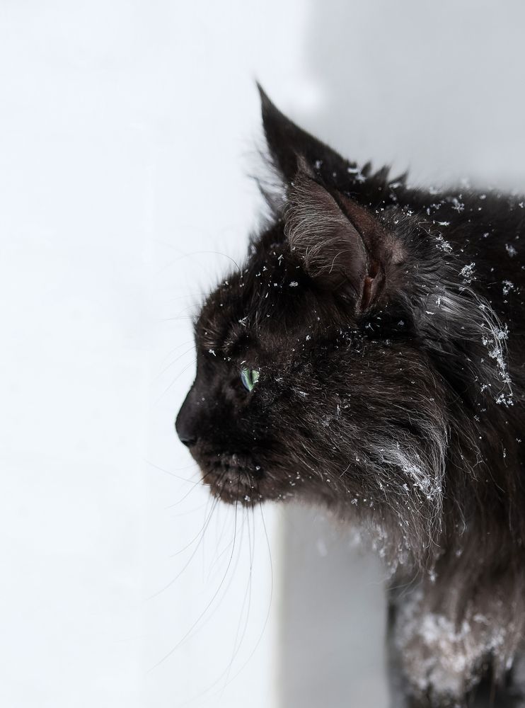 Photograph by Дарья Лисицына