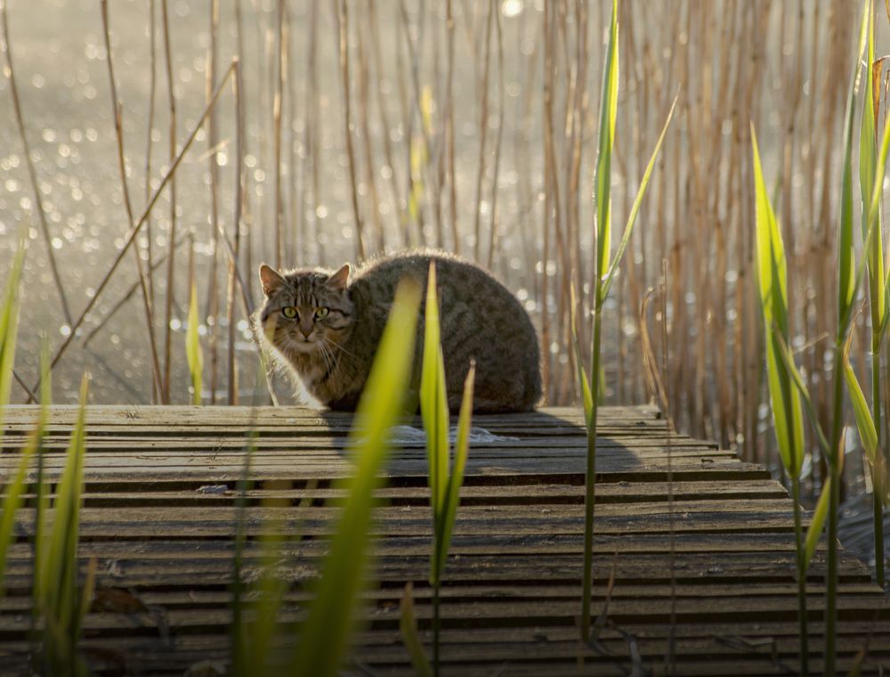 Photograph by Елена Кошелева