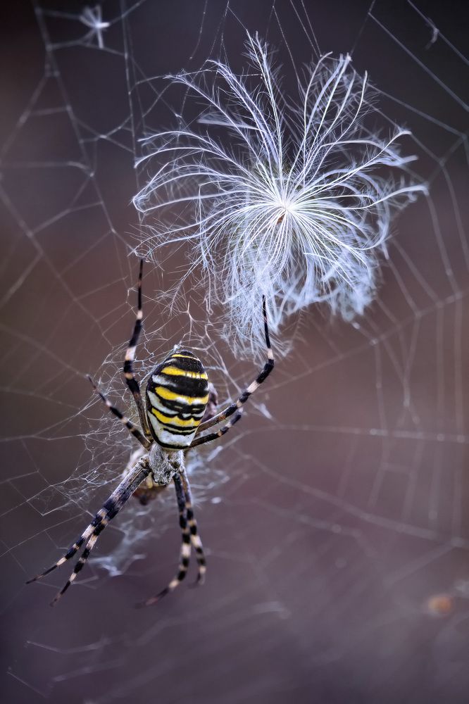 Photograph by Larisa Shuglya