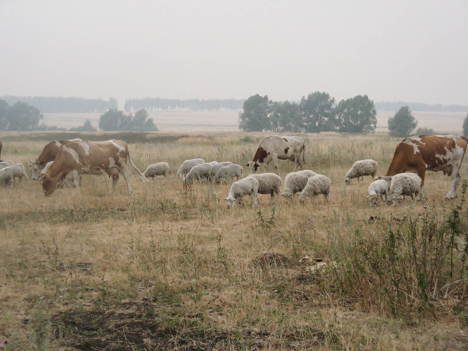 Photo #10690412