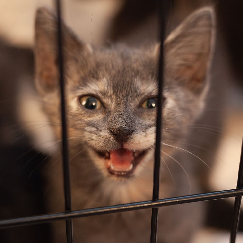 Котенок Манишка