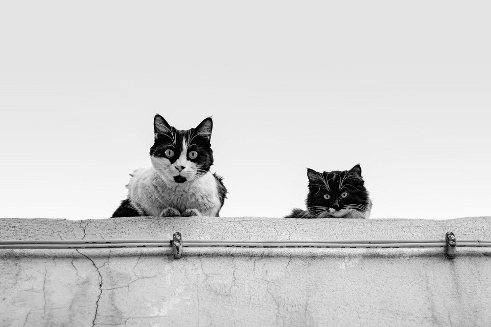 Photograph by Golestani Mojtaba