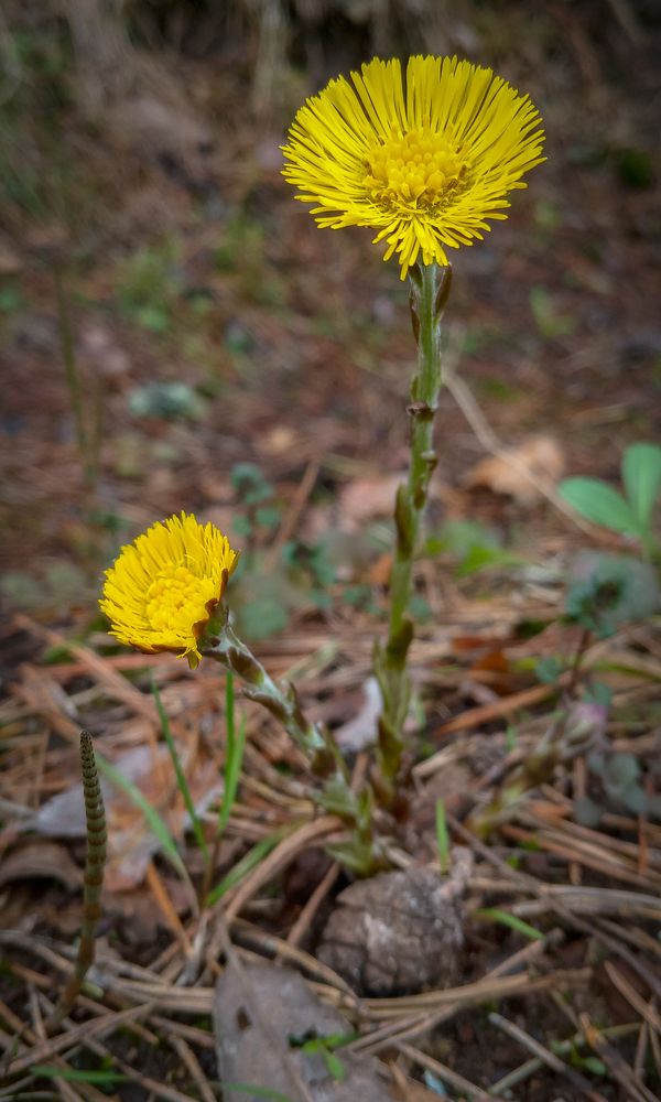Фотография автора Геннадий Коробов