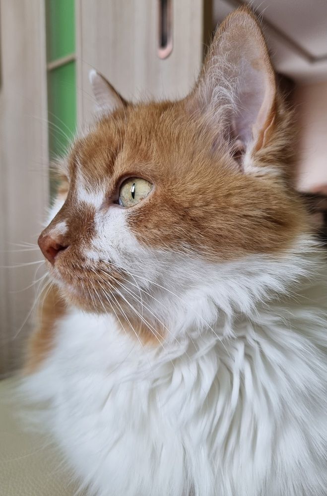 Котопортрет